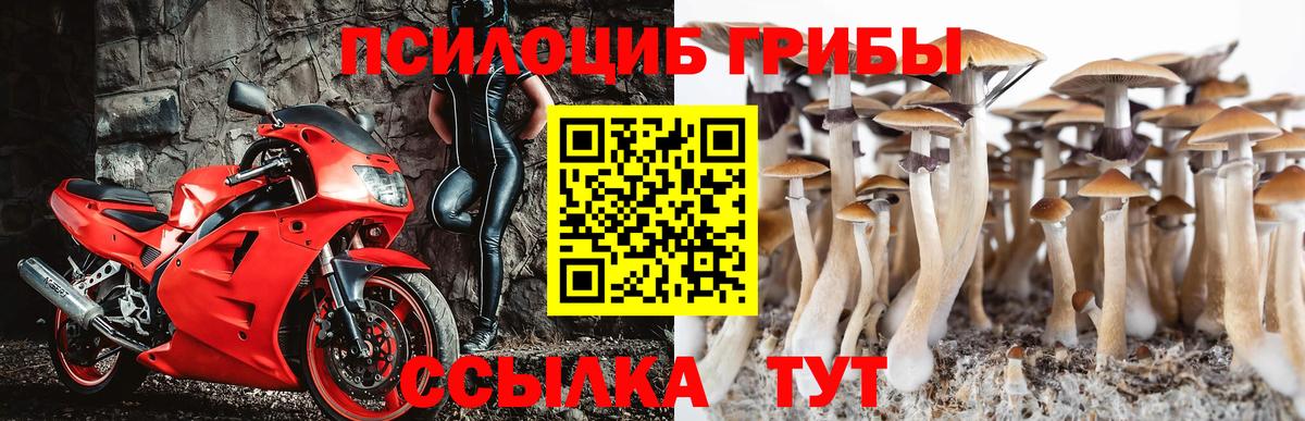 Псилоцибиновые грибы Psilocybine cubensis Балашиха